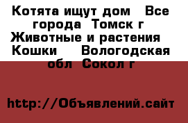 Котята ищут дом - Все города, Томск г. Животные и растения » Кошки   . Вологодская обл.,Сокол г.